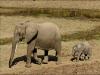 Africa Nature Animals (26)